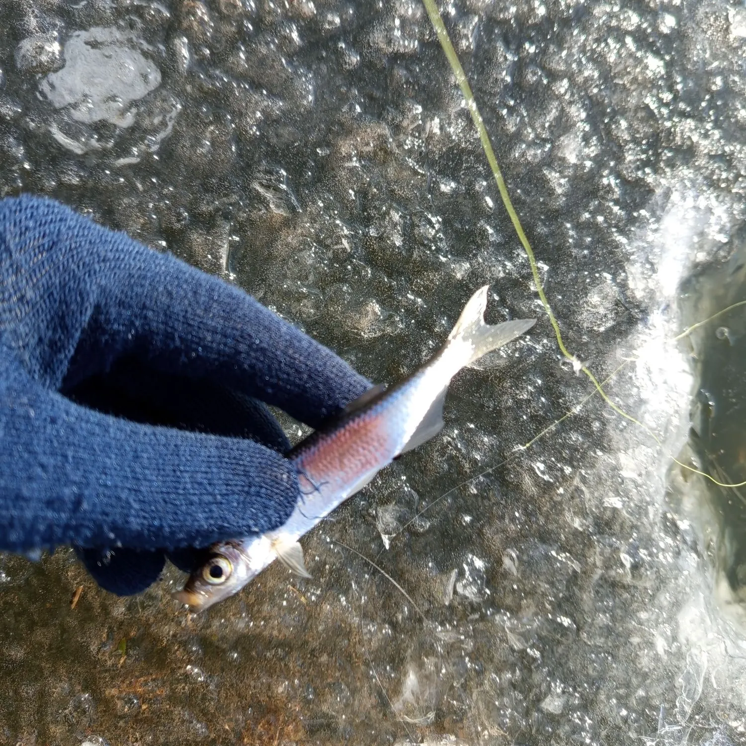 The most recent Common bleak catches on Fishbrain