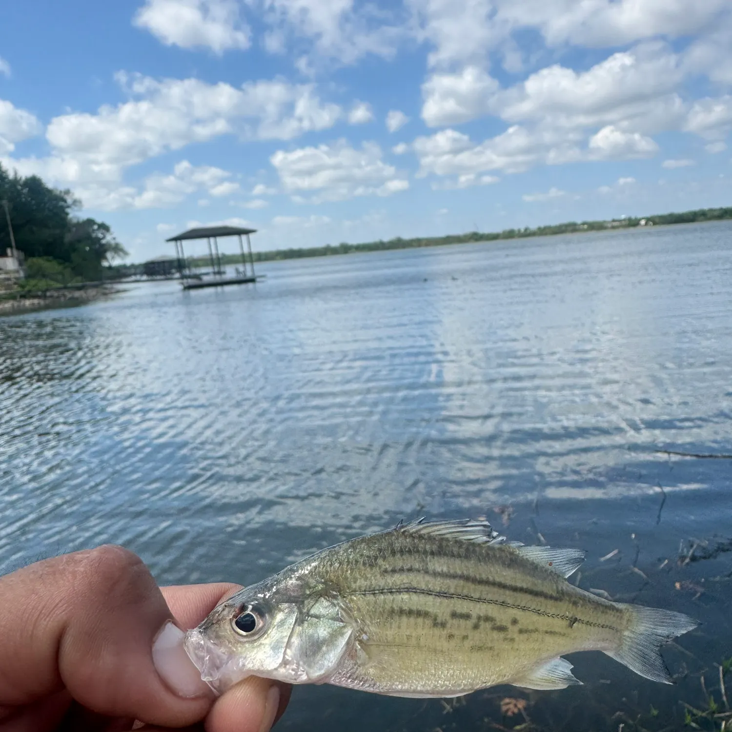 The most recent Yellow bass catches on Fishbrain