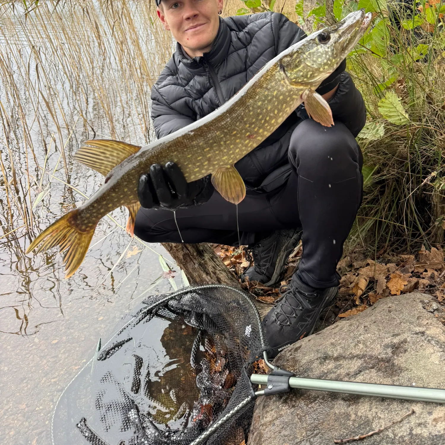 Northern pike caught on Fishbrain
