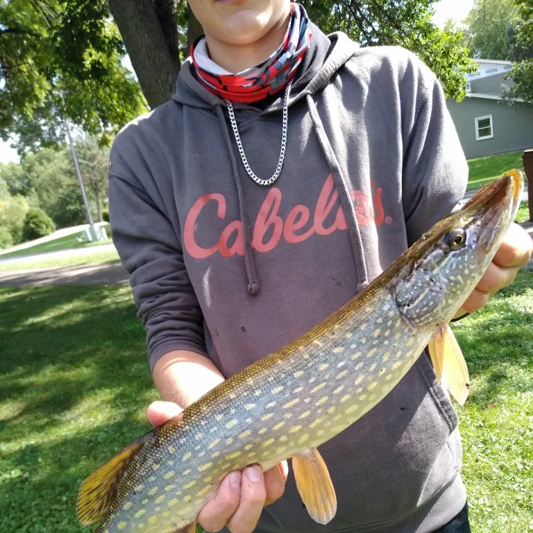 Northern pike caught on Fishbrain