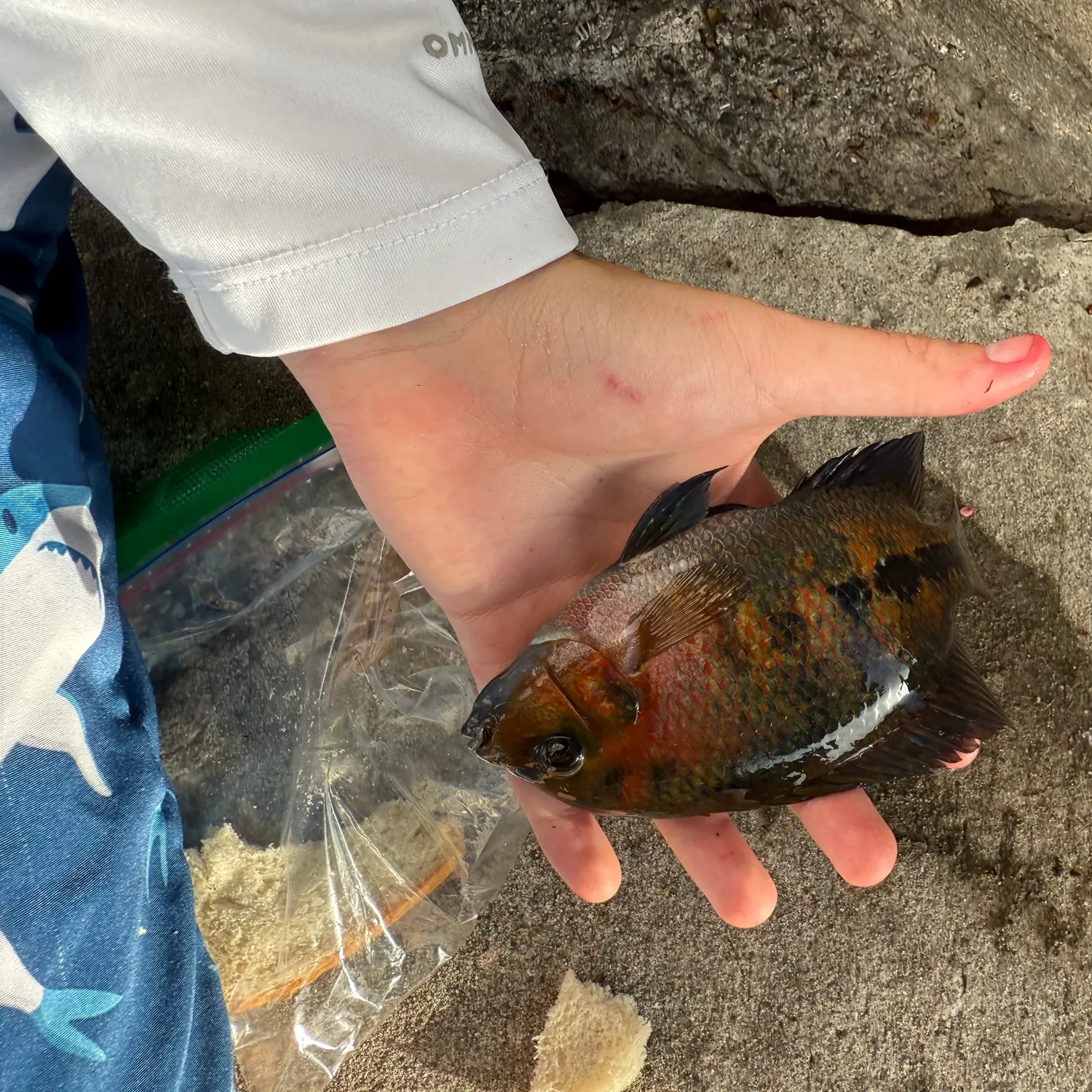 Mayan cichlid caught on Fishbrain