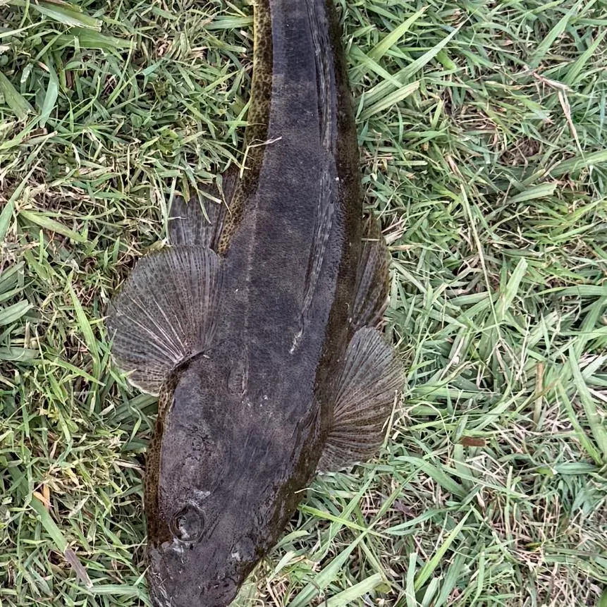 The most recent Dusky flathead catches on Fishbrain