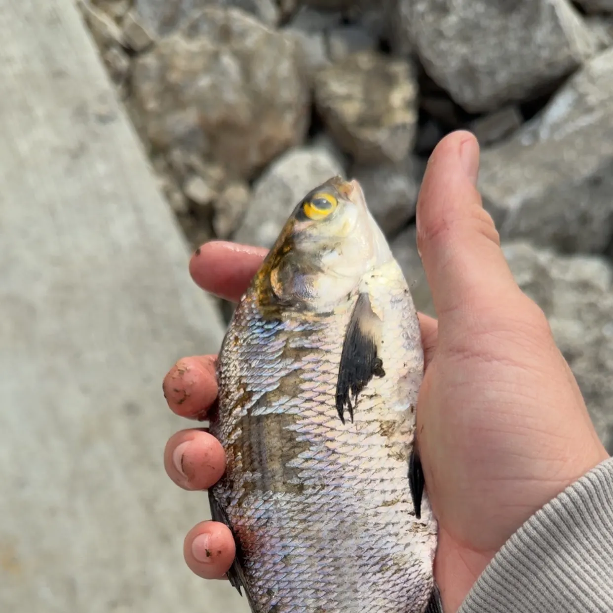 The most recent American gizzard shad catches on Fishbrain