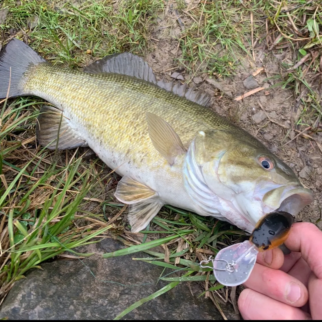 Smallmouth bass caught on Fishbrain