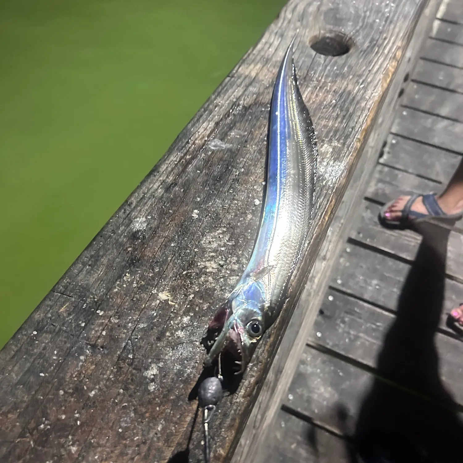 The most recent Silver scabbardfish catches on Fishbrain