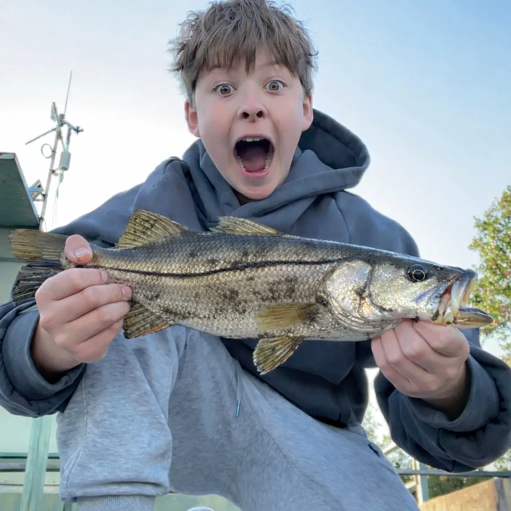 The most recent Common snook catches on Fishbrain