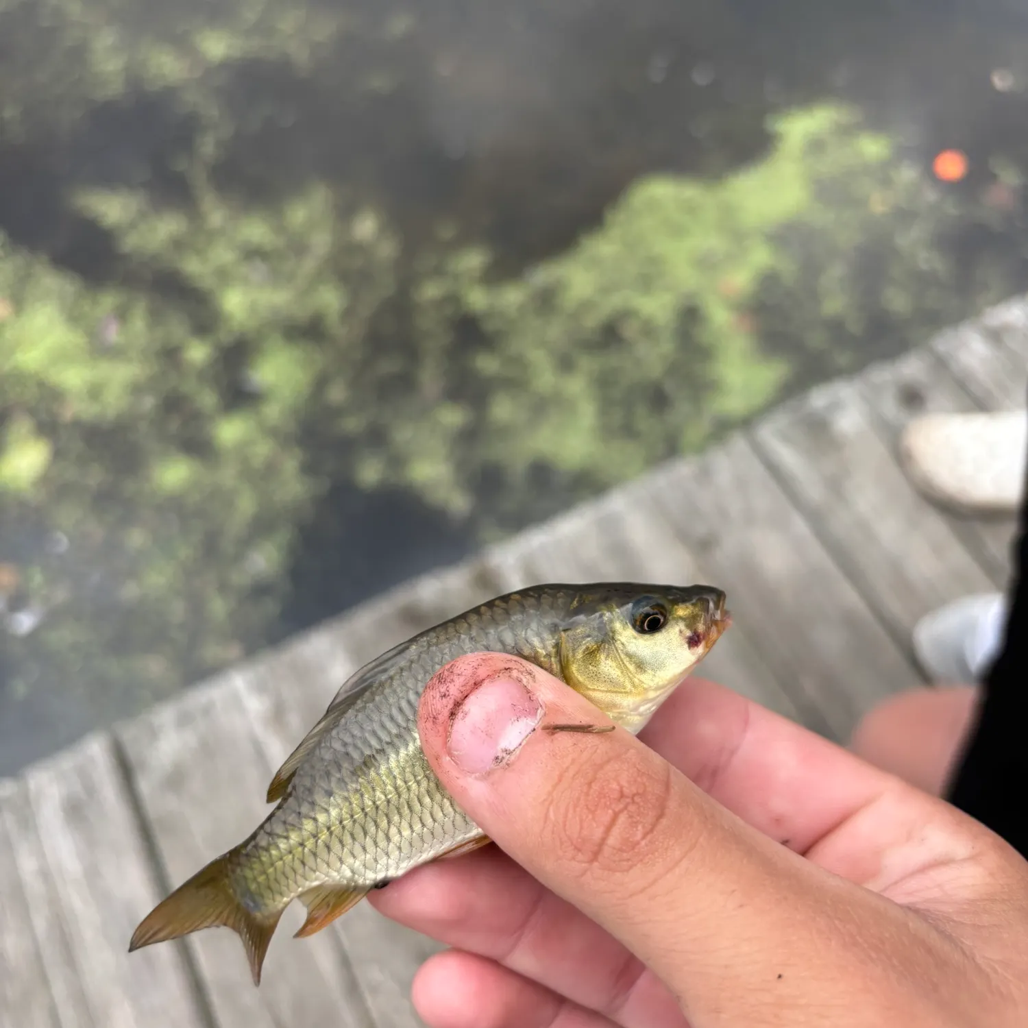 Common carp caught on Fishbrain