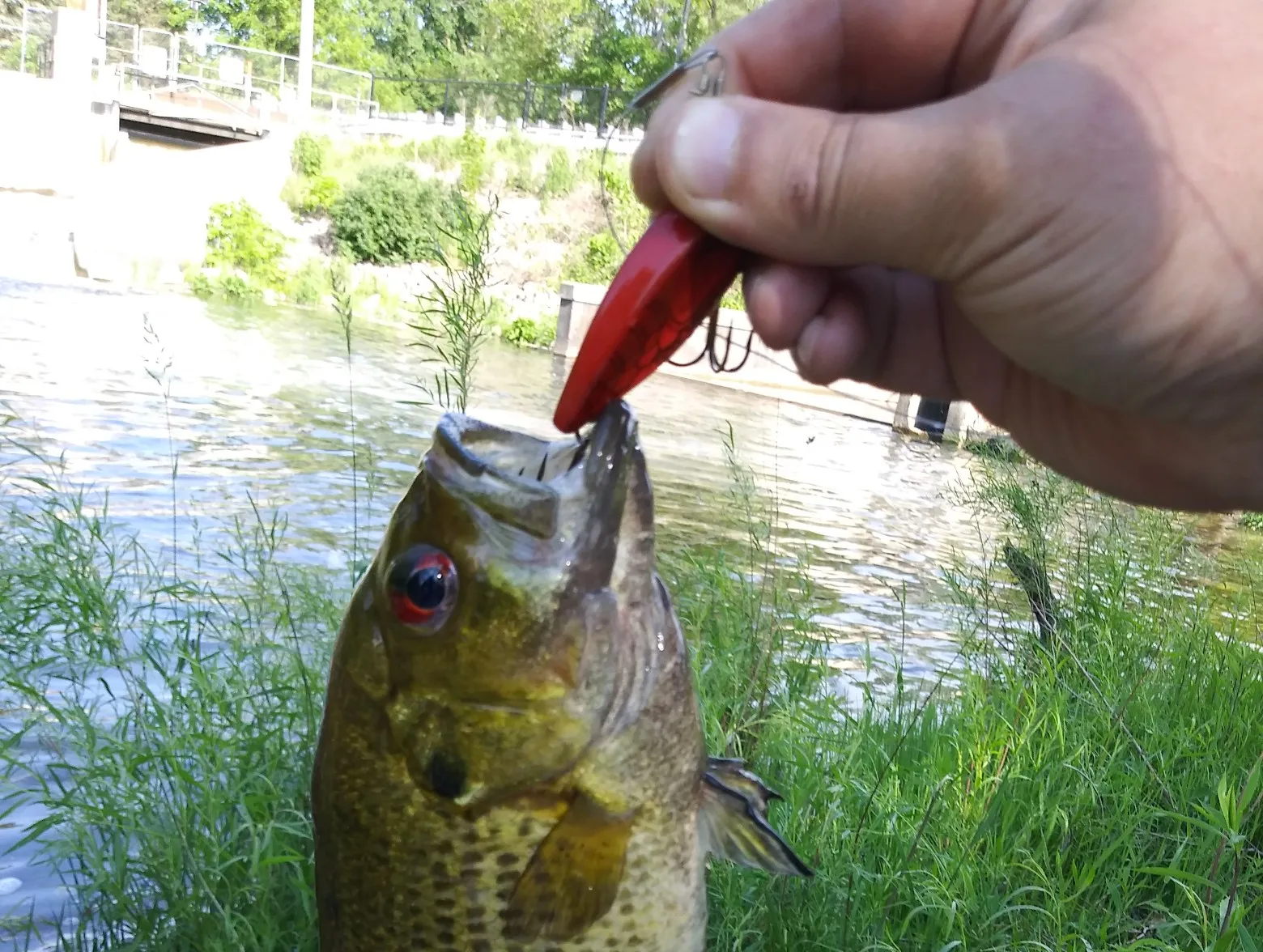 Rock bass