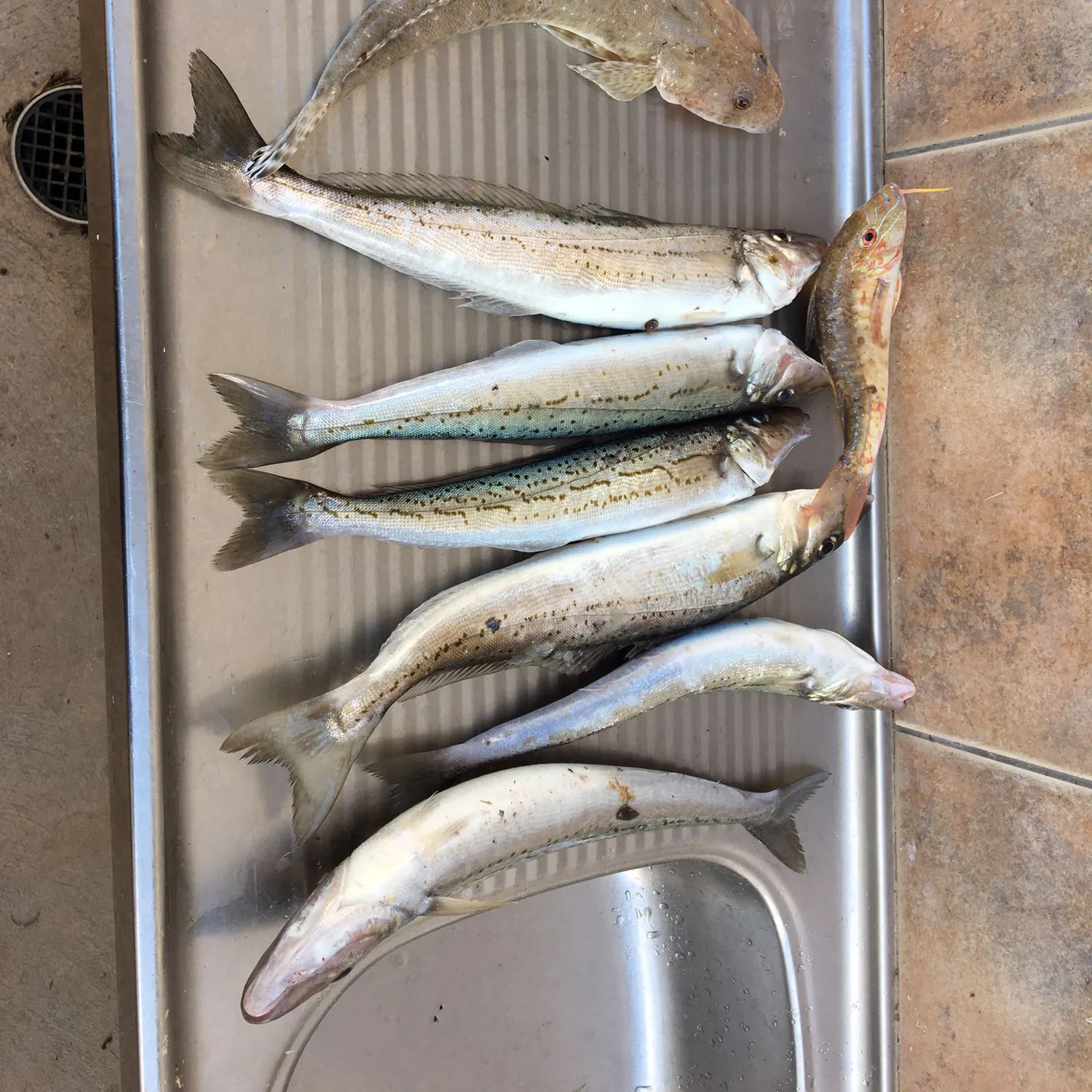 recently logged catches