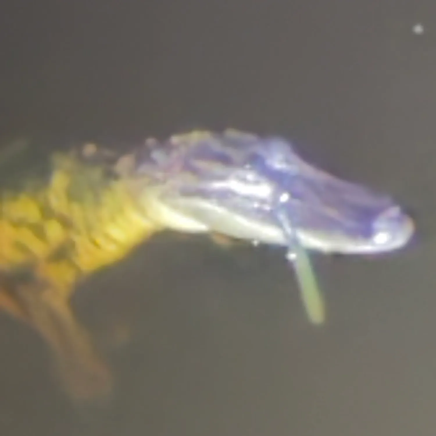 Fish caught on Fishbrain