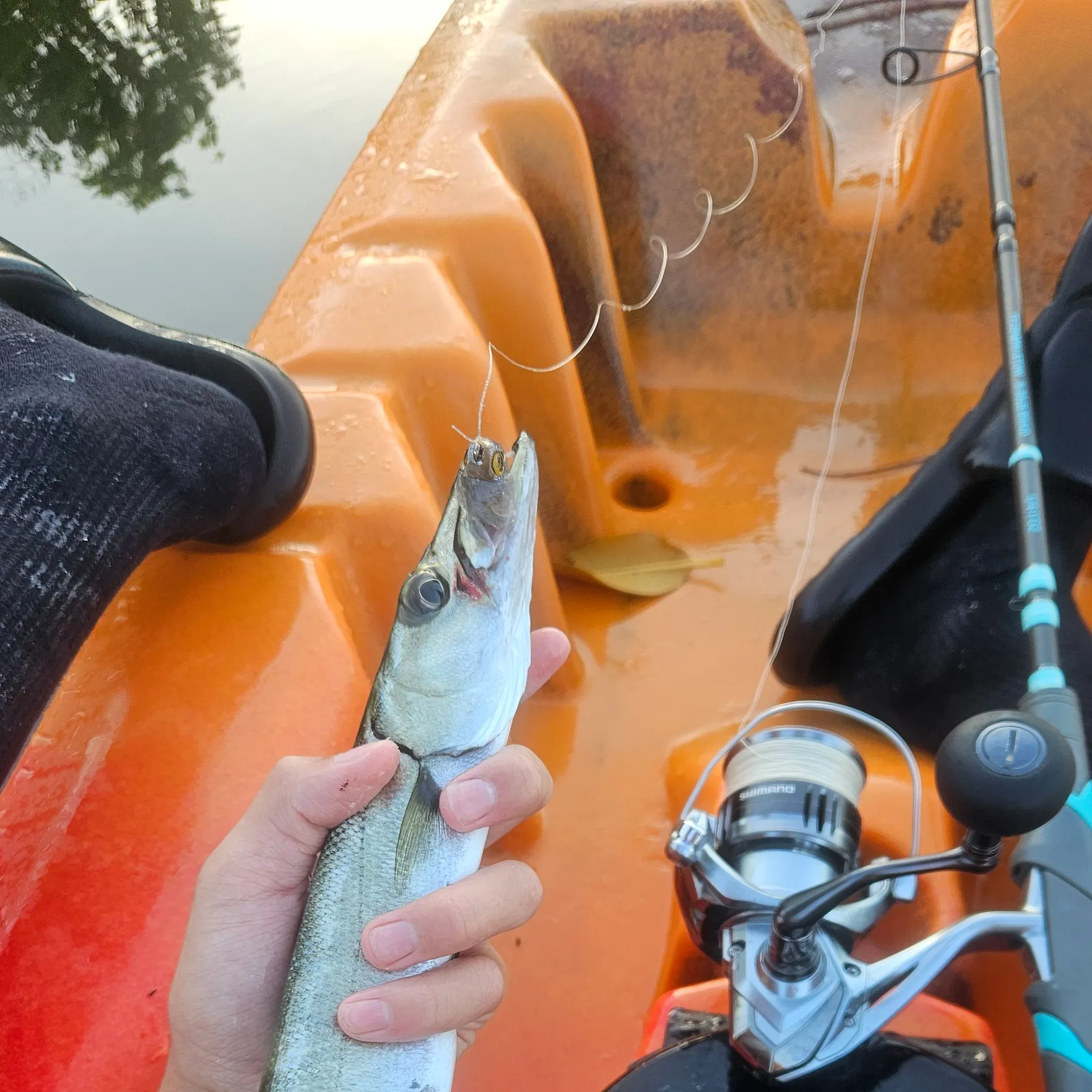 The most recent Great barracuda catches on Fishbrain