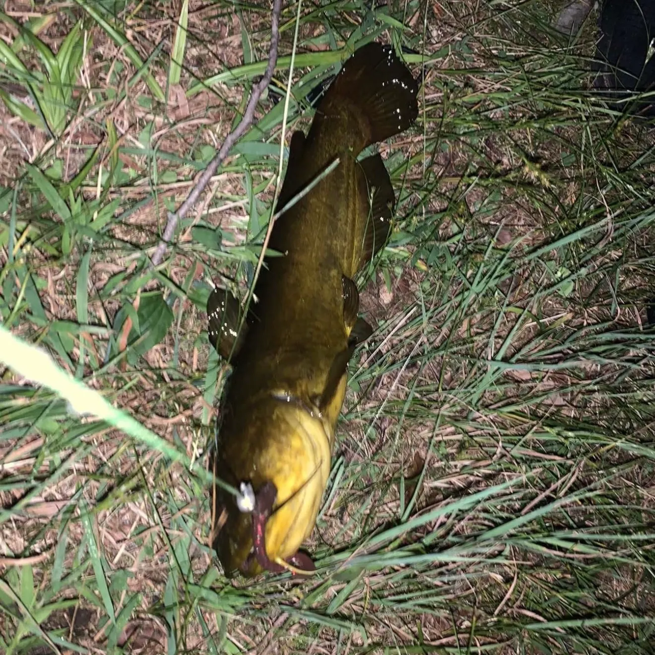 Yellow bullhead caught on Fishbrain
