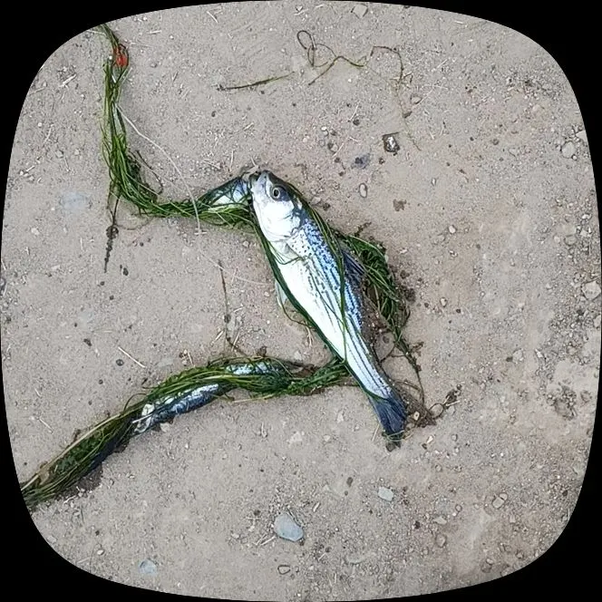 Striped bass caught on Fishbrain