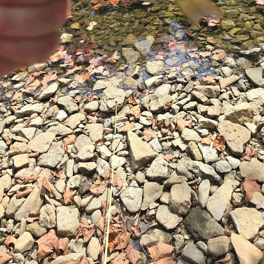 Smallmouth bass caught on Fishbrain