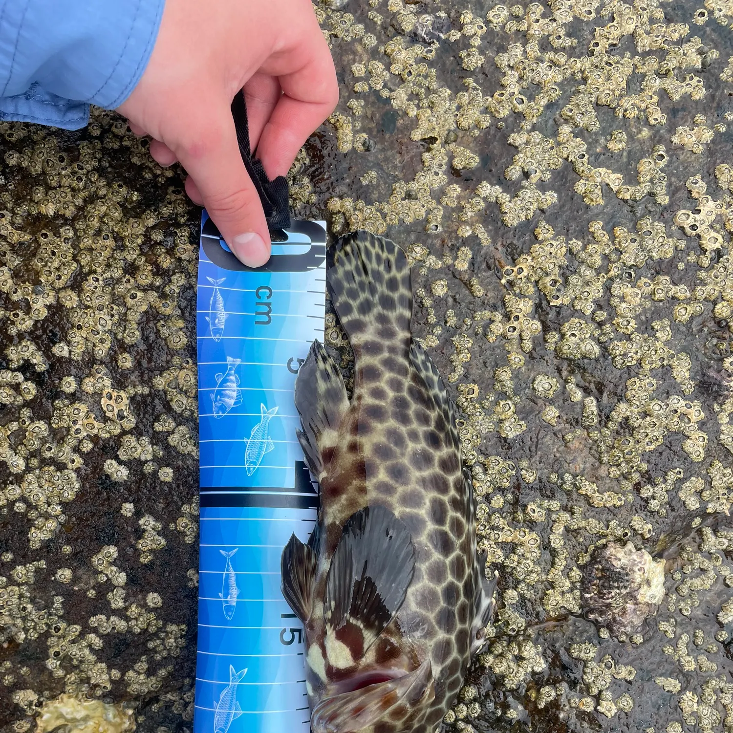 The most recent Honeycomb grouper catches on Fishbrain