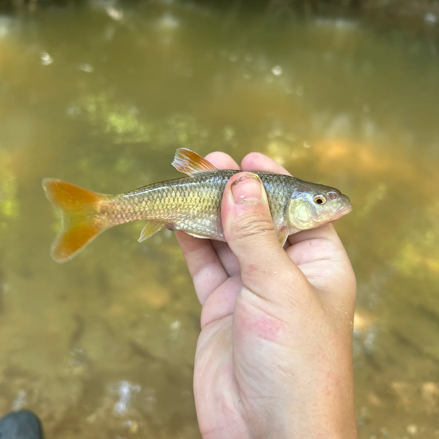The most recent Redtail chub catches on Fishbrain