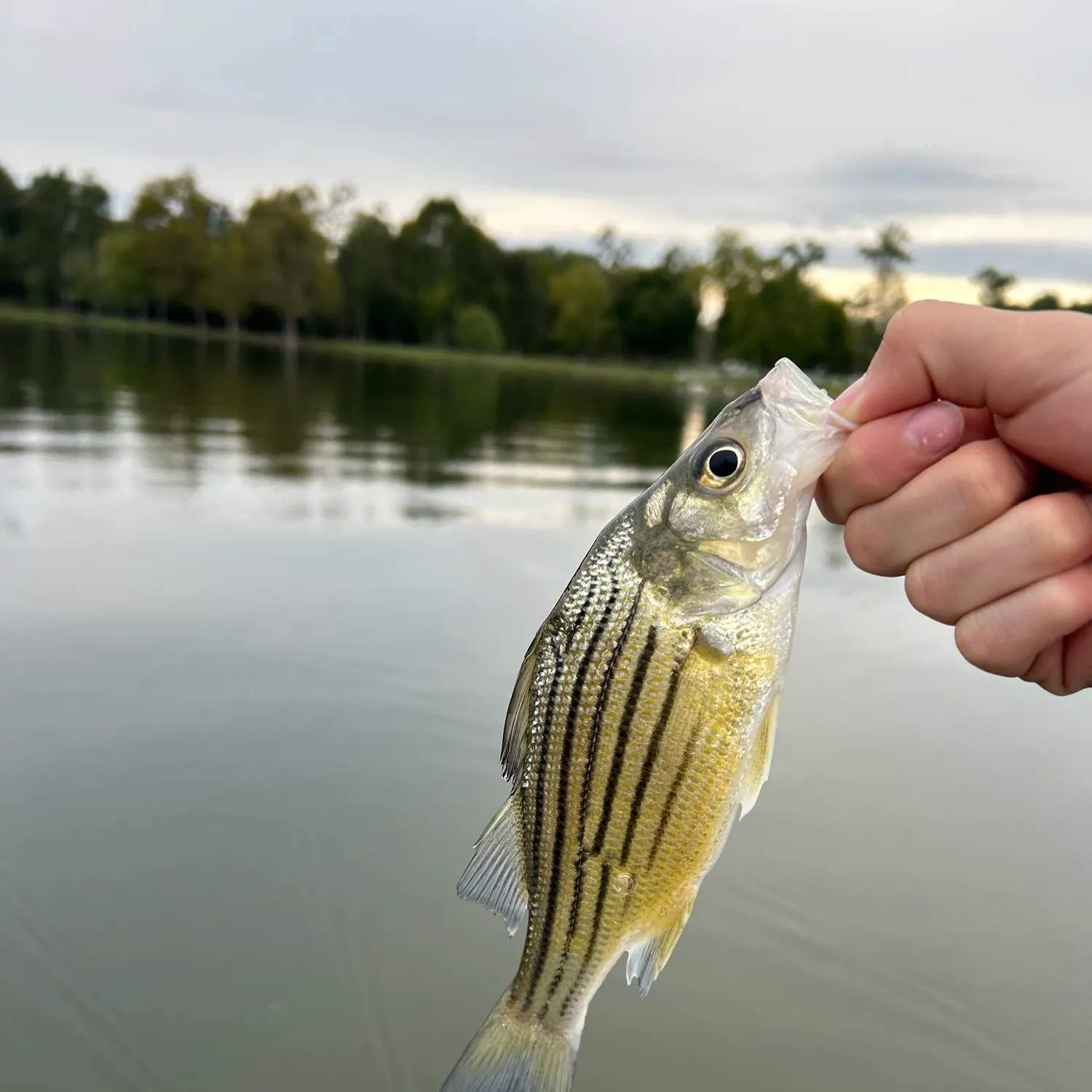 Yellow bass caught on Fishbrain