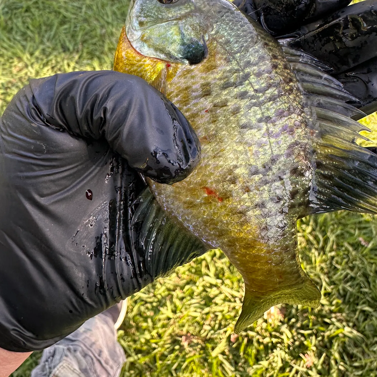 Bluegill caught on Fishbrain