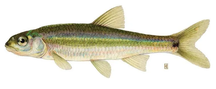 Baitfish