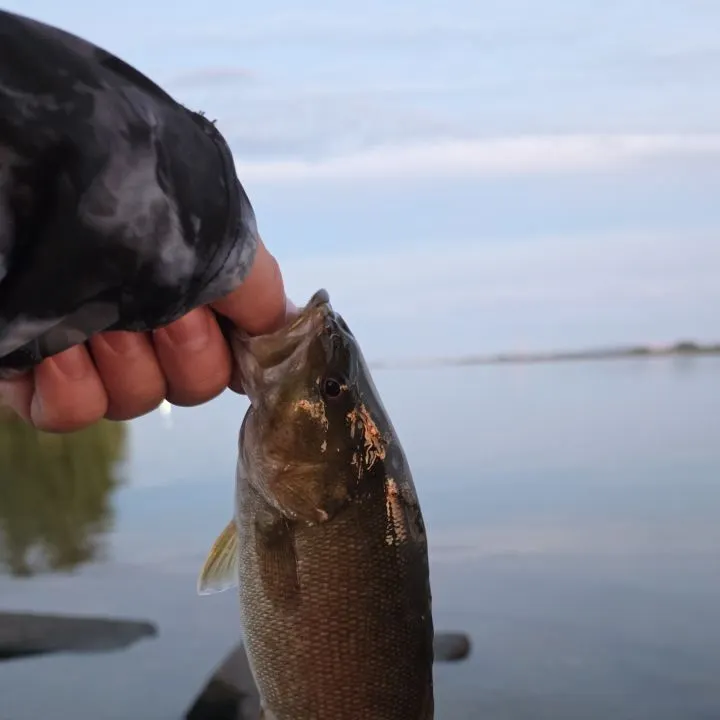 Smallmouth bass caught on Fishbrain