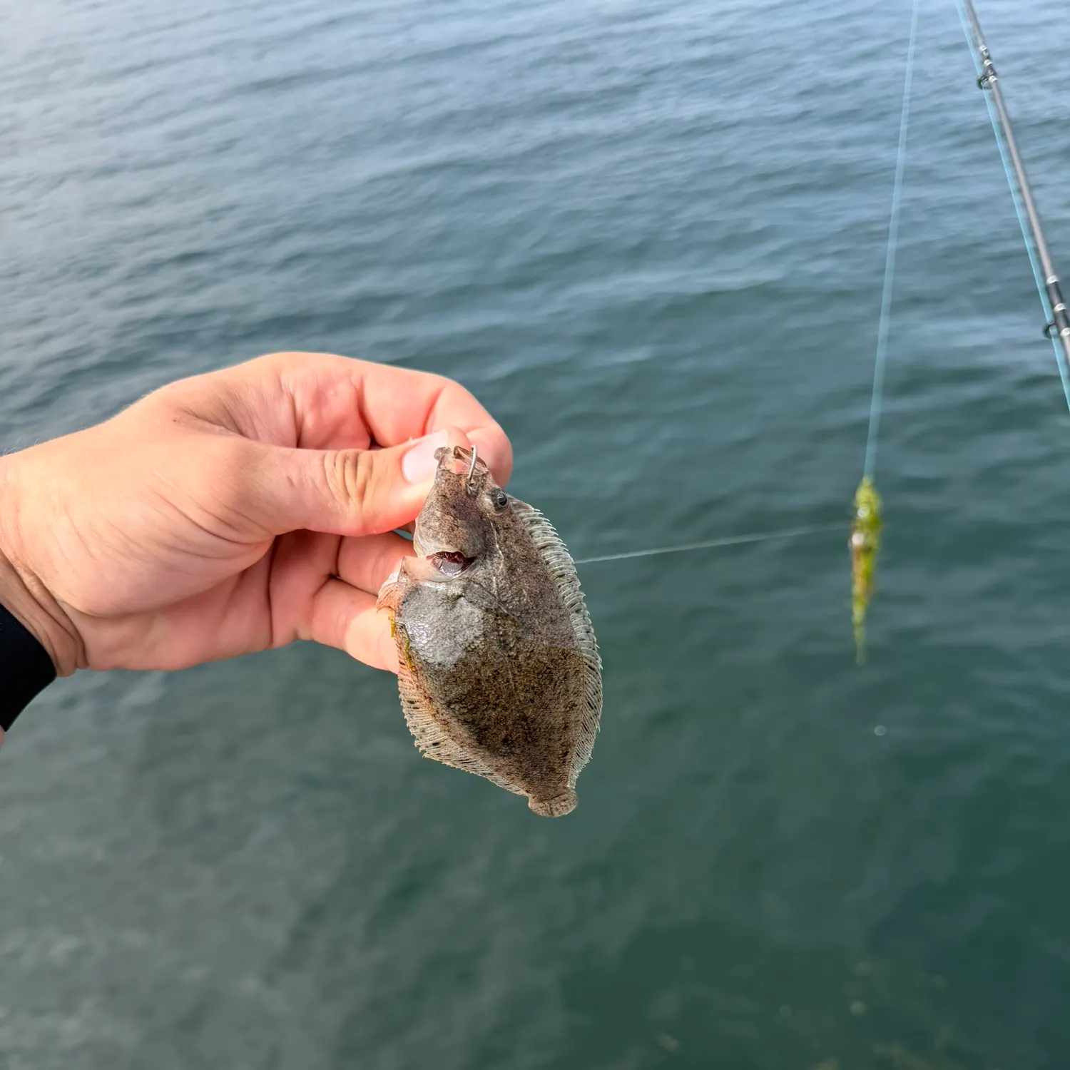 Summer flounder caught on Fishbrain