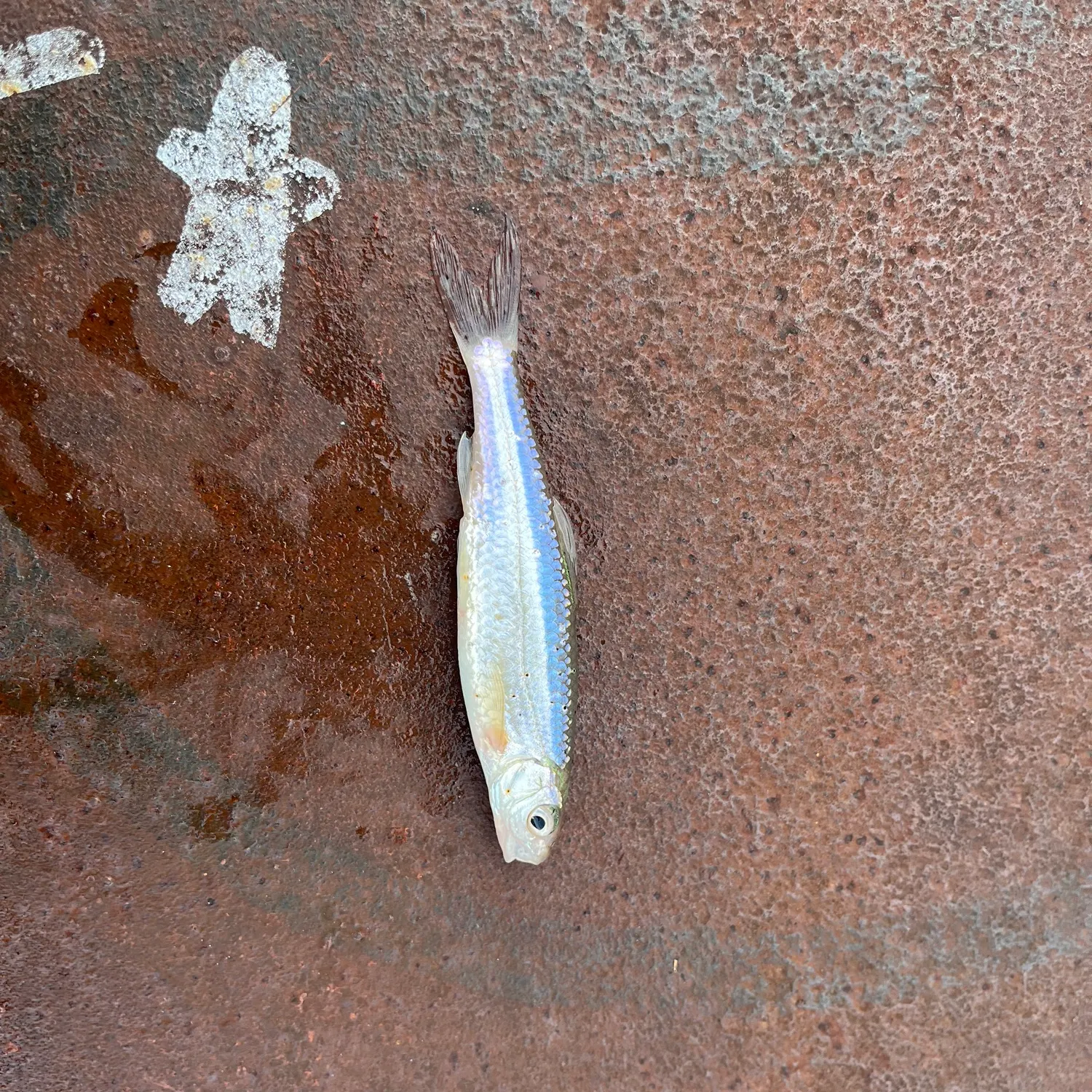 The most recent Atlantic rainbow smelt catches on Fishbrain