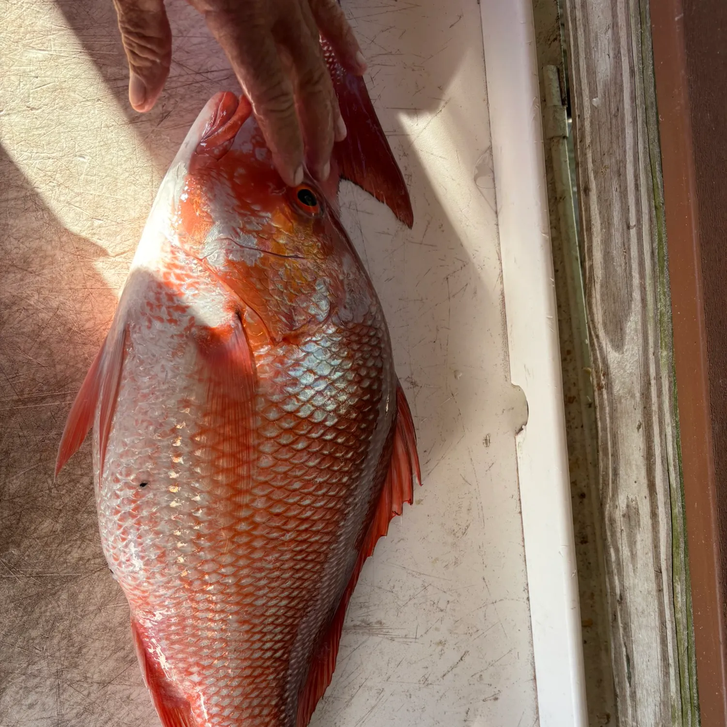 The most recent Northern red snapper catches on Fishbrain