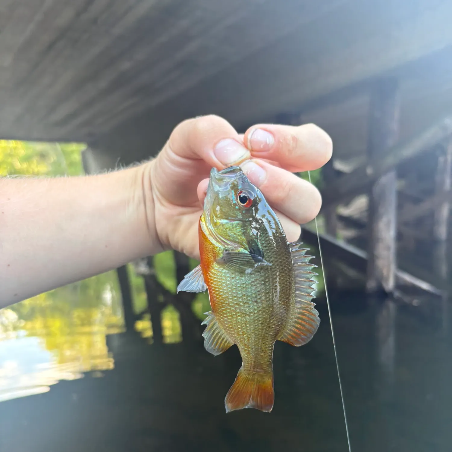 Redbreast sunfish caught on Fishbrain