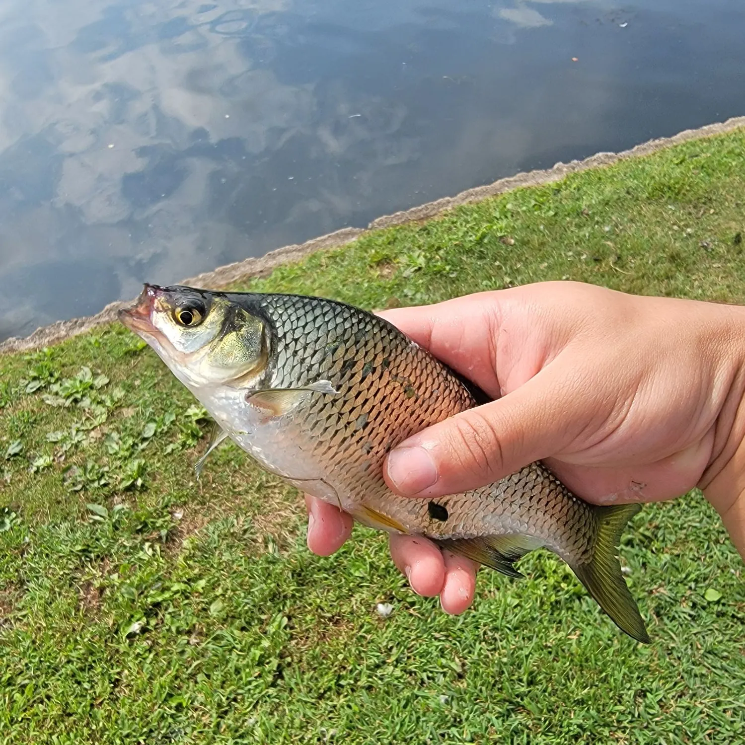 Golden shiner caught on Fishbrain