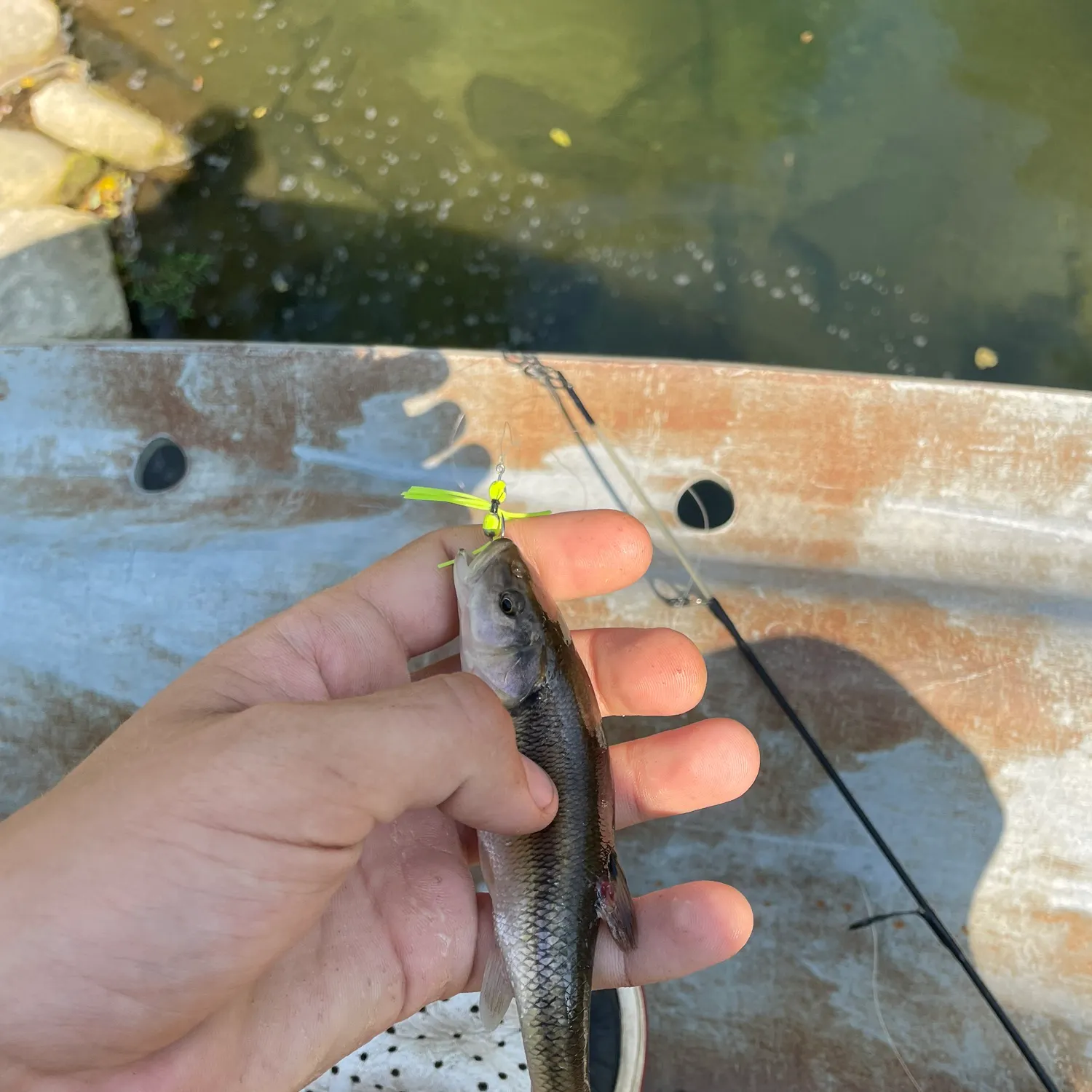 Creek chub caught on Fishbrain