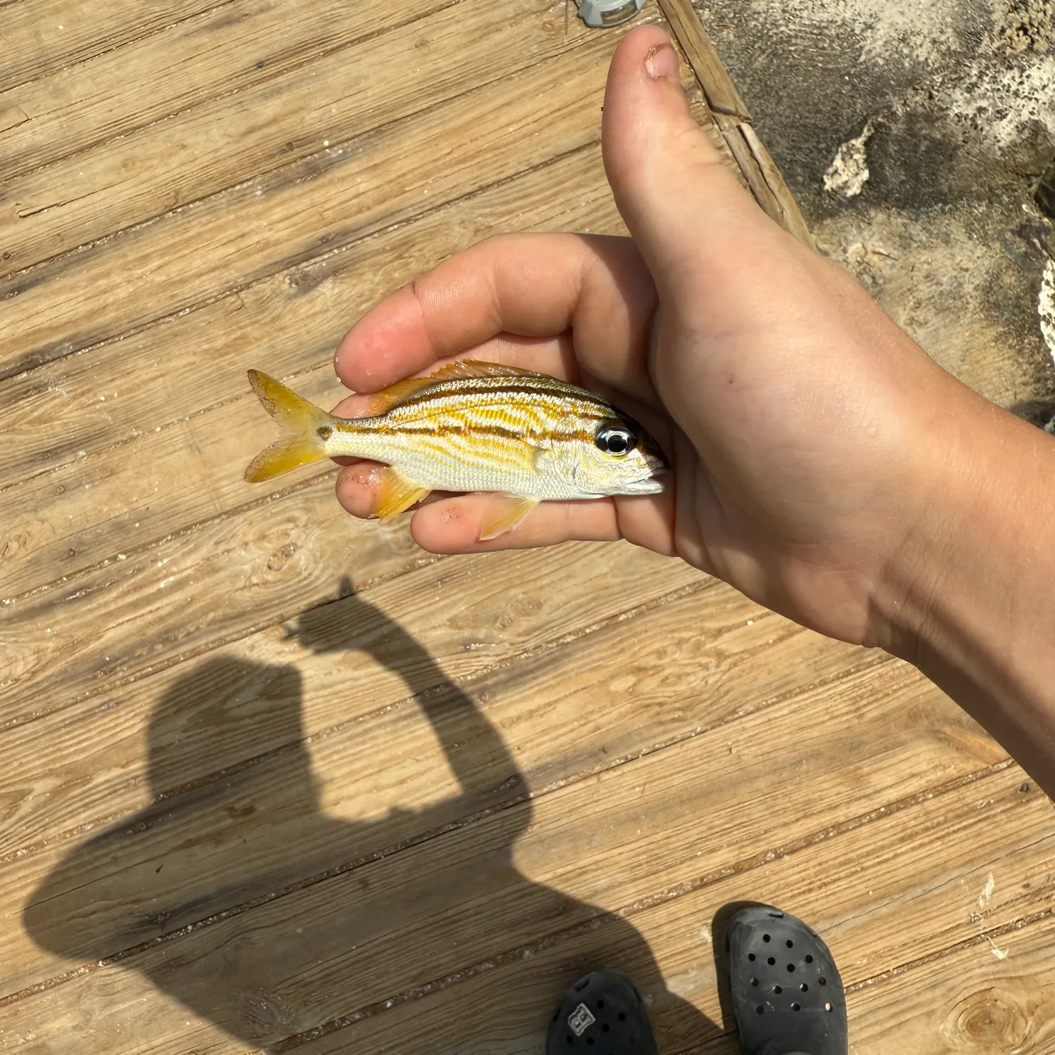 The most recent Tomtate grunt catches on Fishbrain