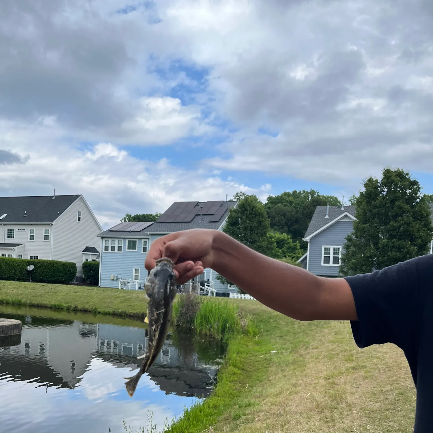 The most recent Atlantic pollock catches on Fishbrain