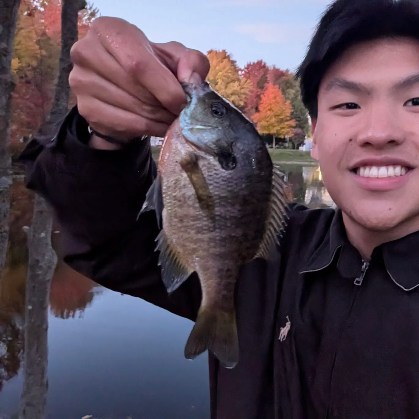 Bluegill caught on Fishbrain