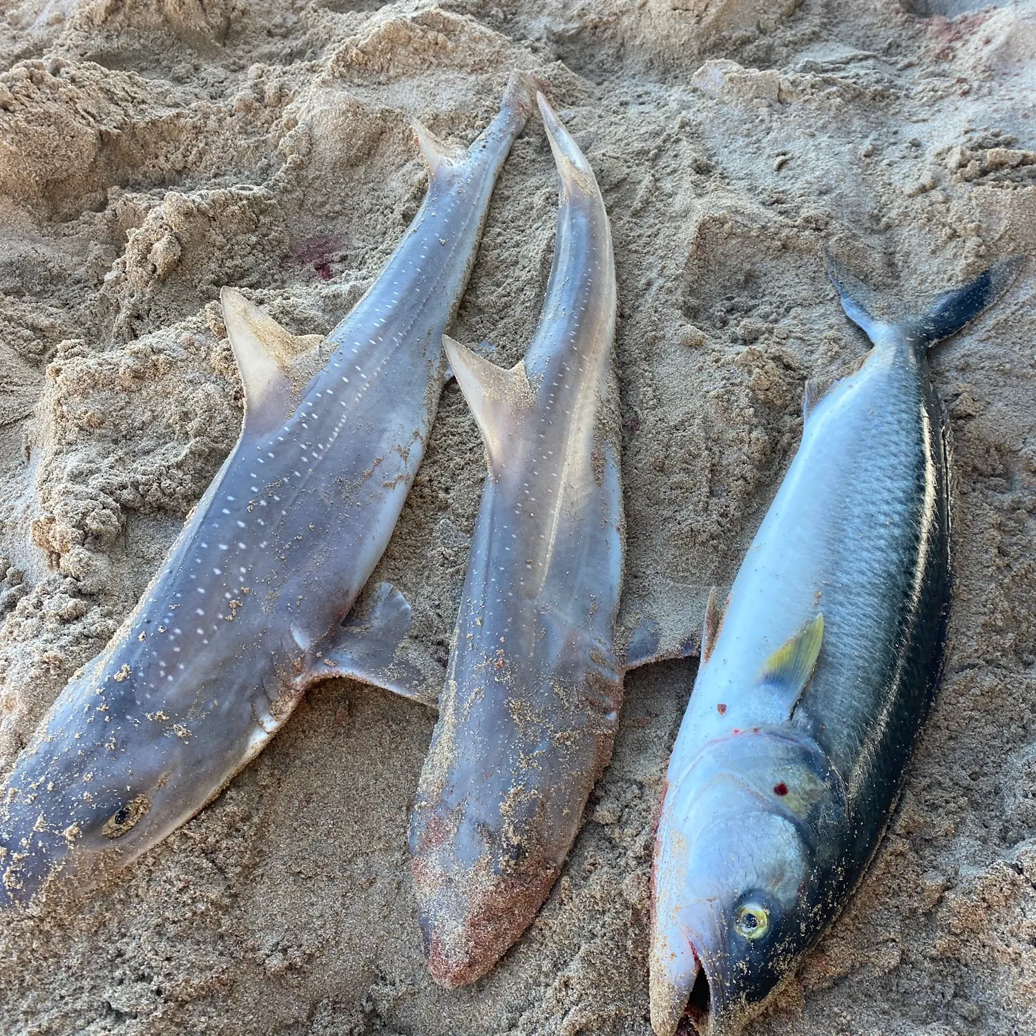Gummy shark caught on Fishbrain