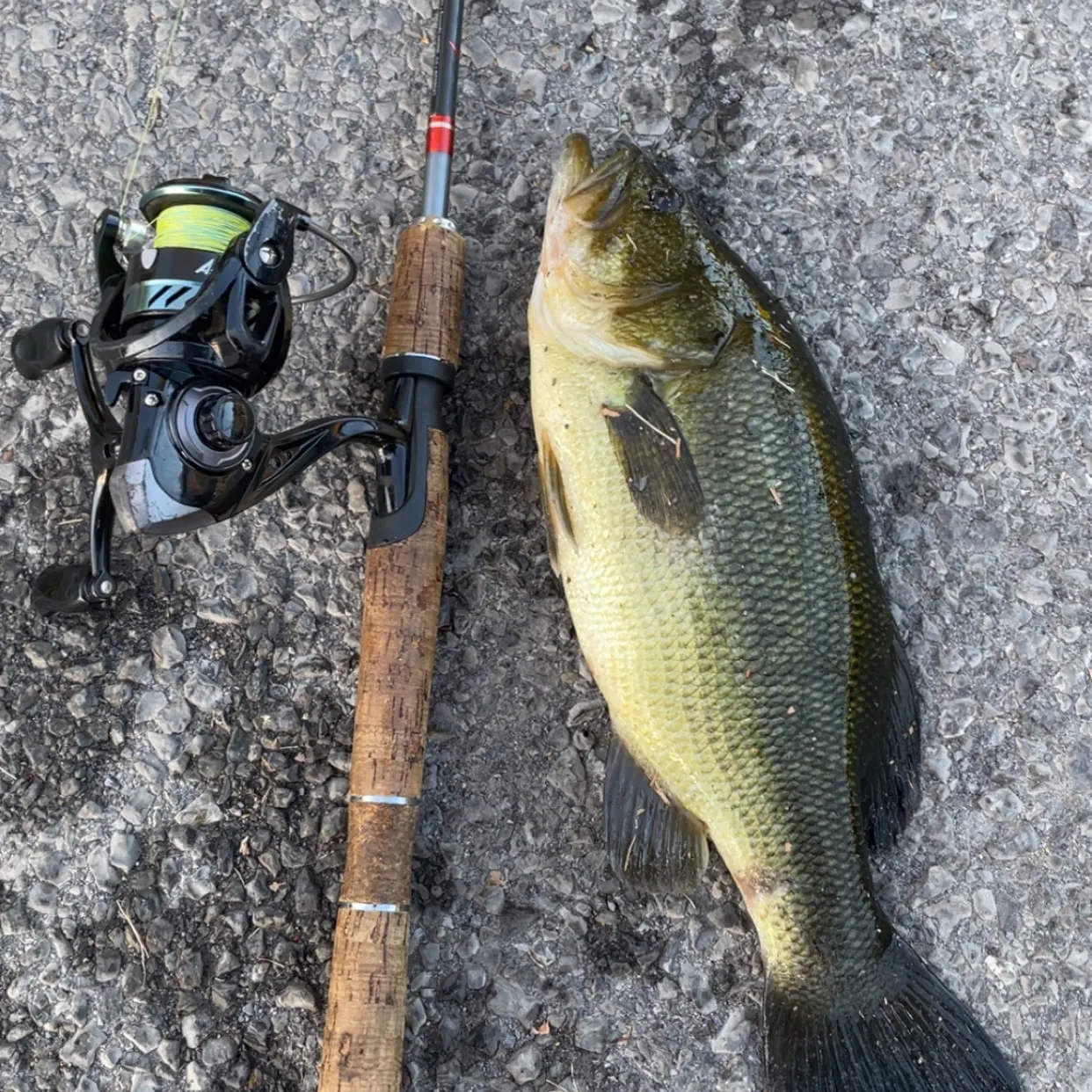Largemouth bass caught on Fishbrain