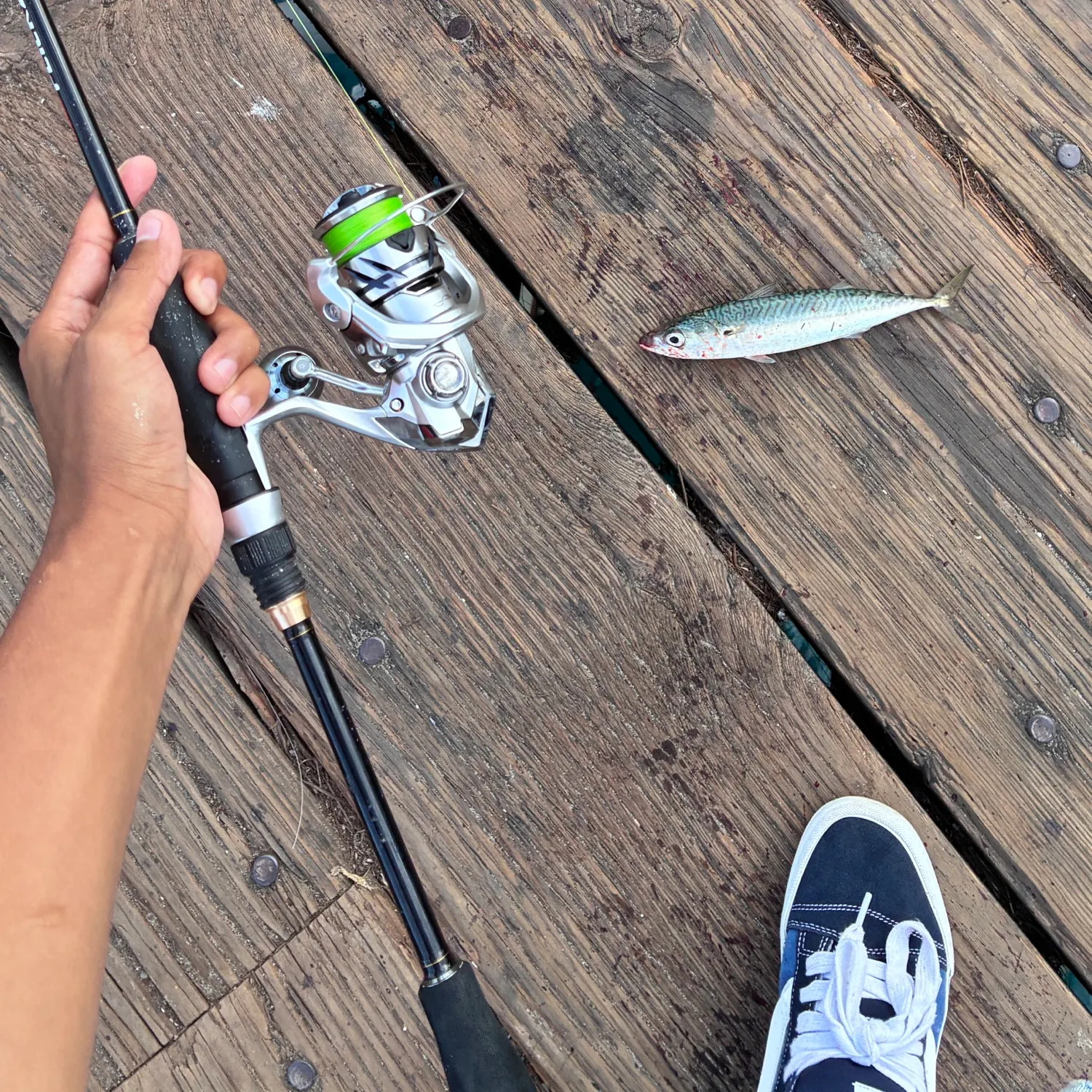 The most recent Pacific chub mackerel catches on Fishbrain