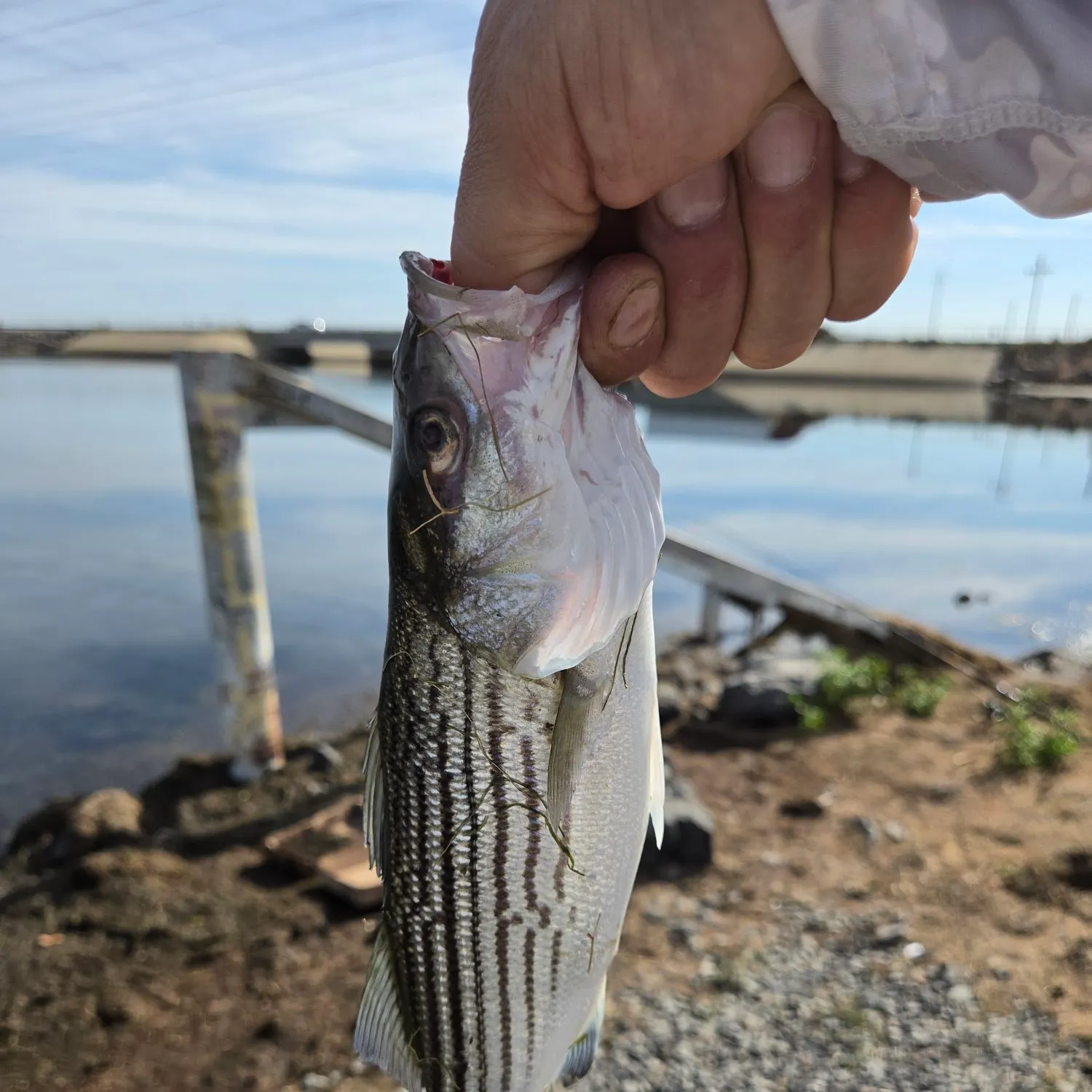 Striped bass caught on Fishbrain