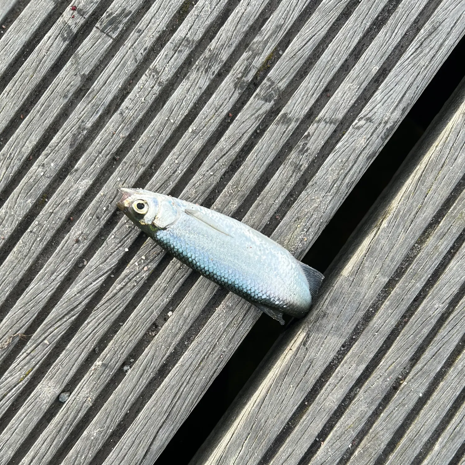 Fish caught on Fishbrain