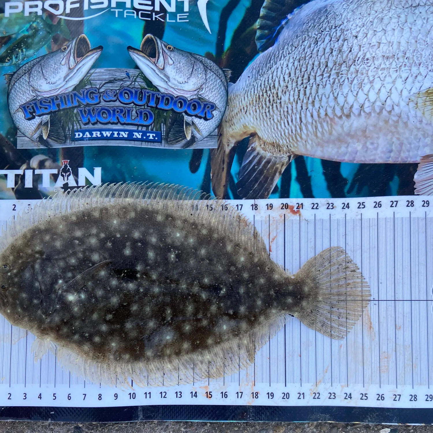The most recent Smalltooth flounder catches on Fishbrain
