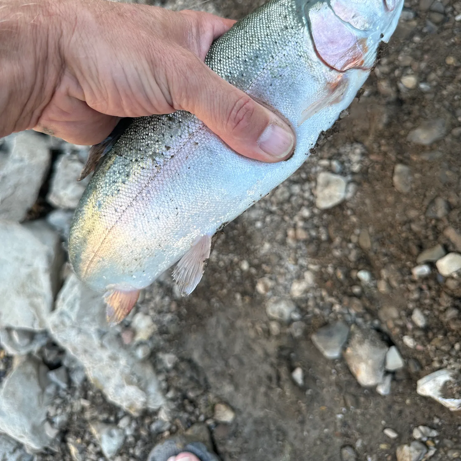 Rainbow trout caught on Fishbrain
