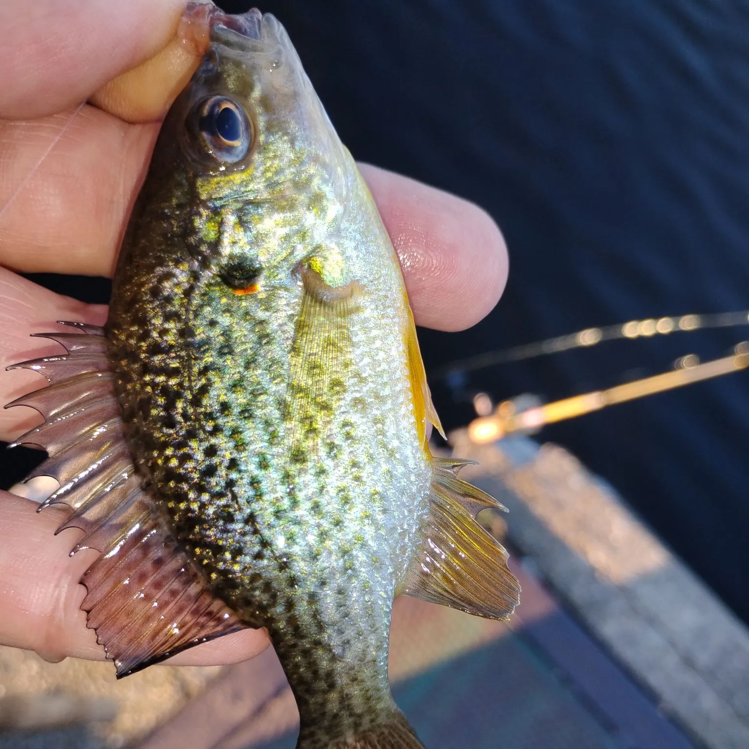 Pumpkinseed caught on Fishbrain