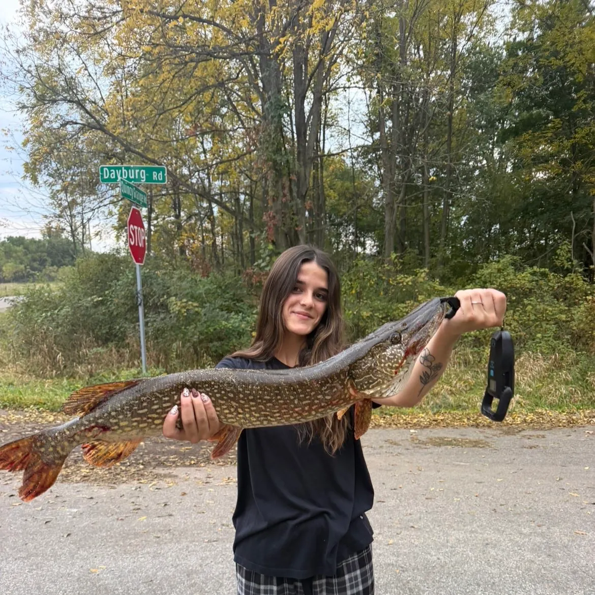 Northern pike caught on Fishbrain