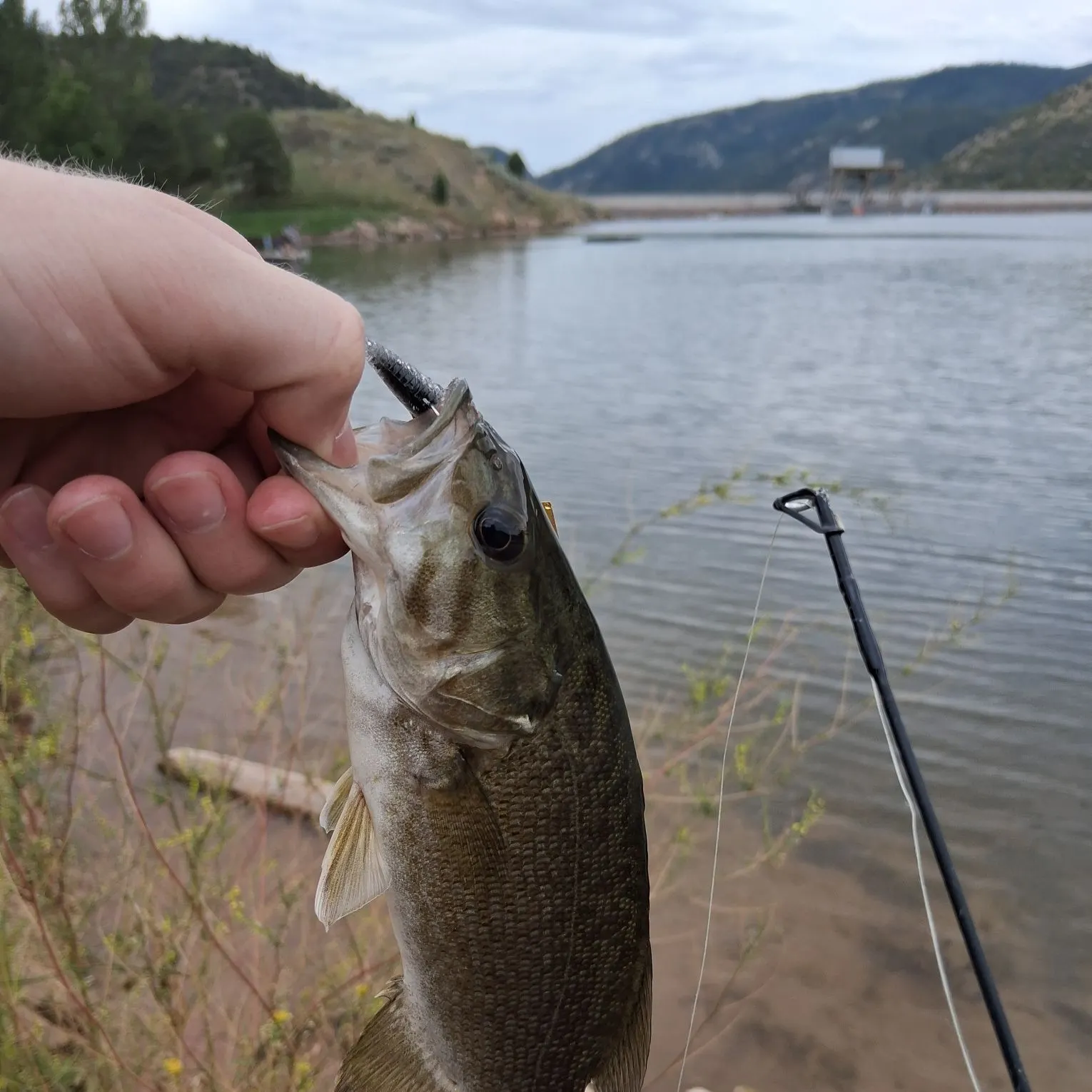 Smallmouth bass caught on Fishbrain