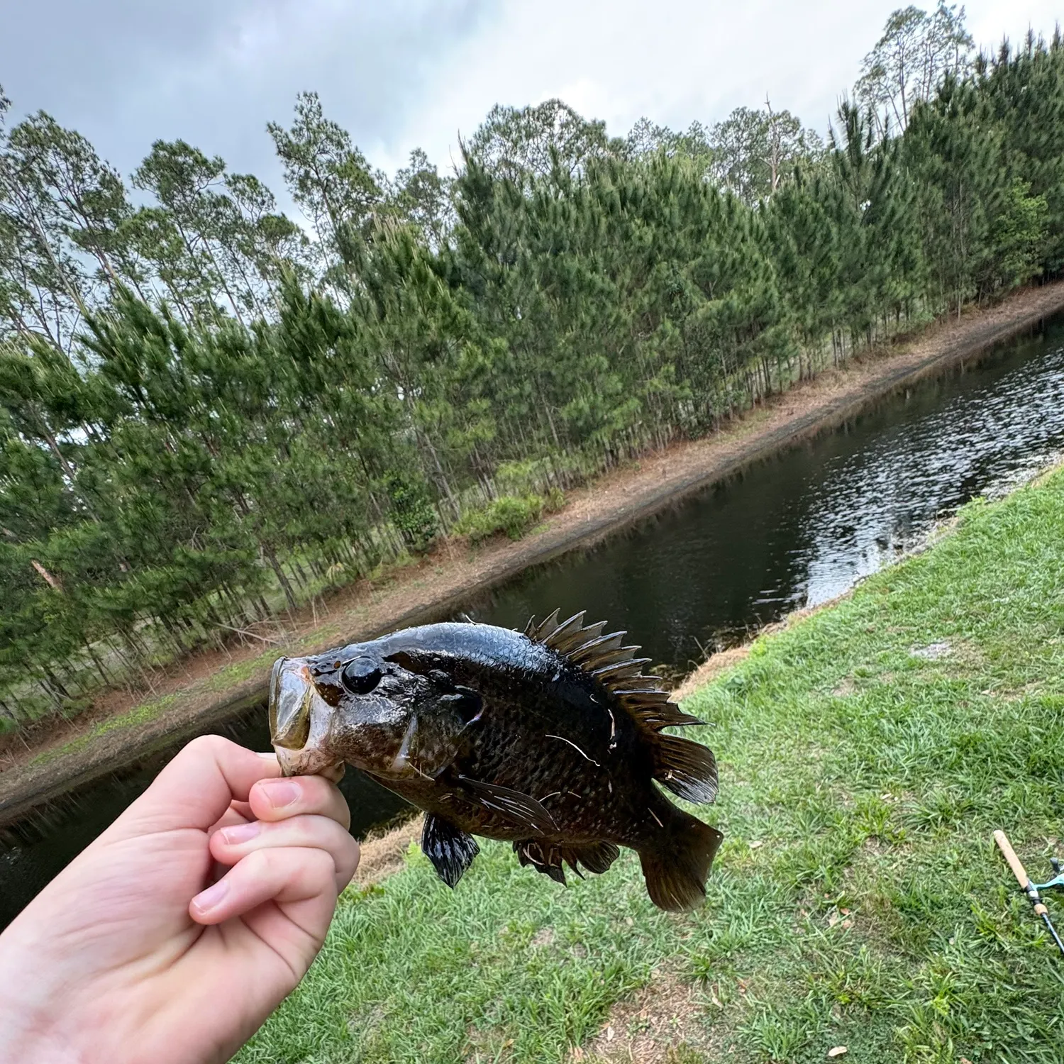 The most recent Warmouth catches on Fishbrain