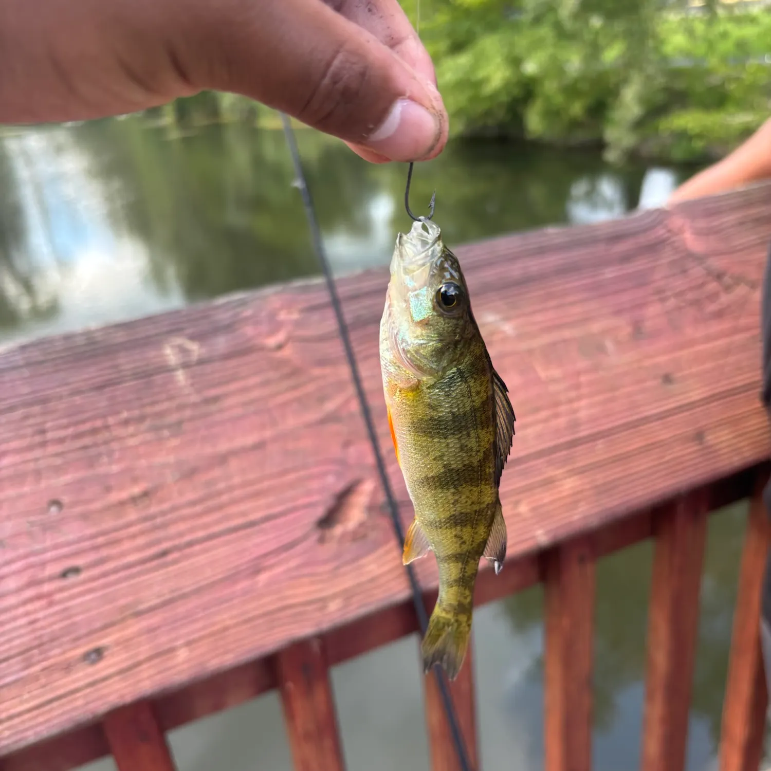Yellow perch caught on Fishbrain