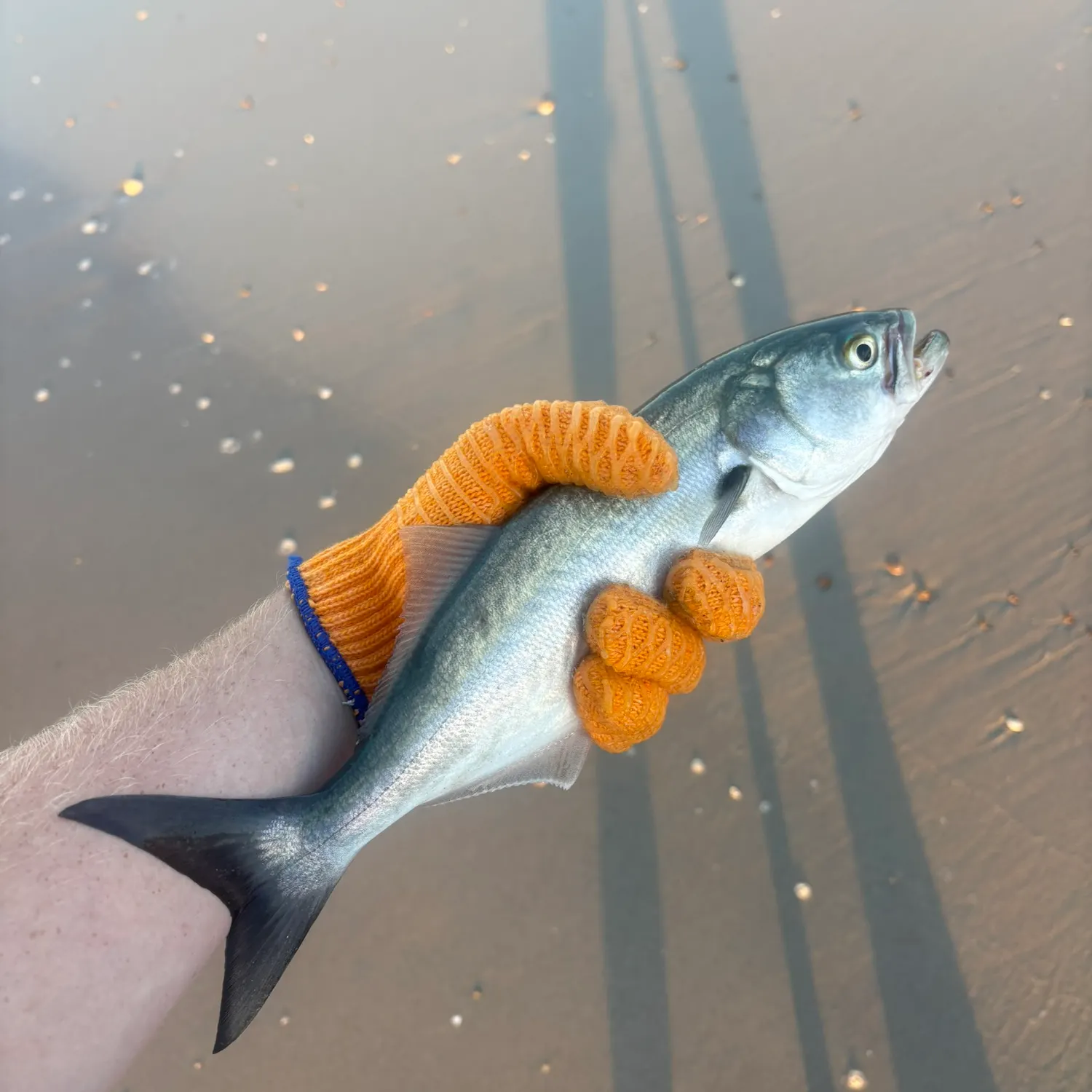 Bluefish caught on Fishbrain