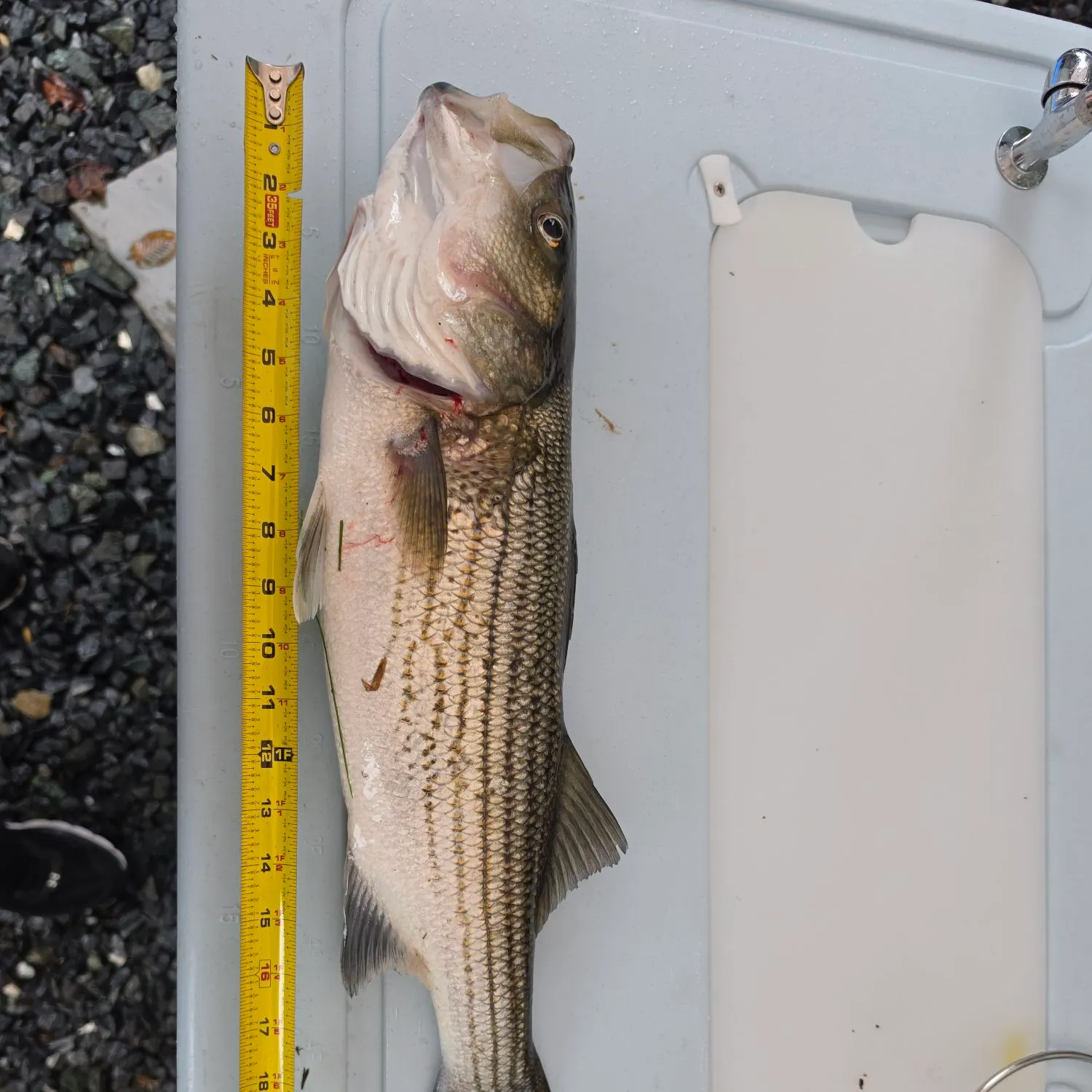 Striped bass caught on Fishbrain