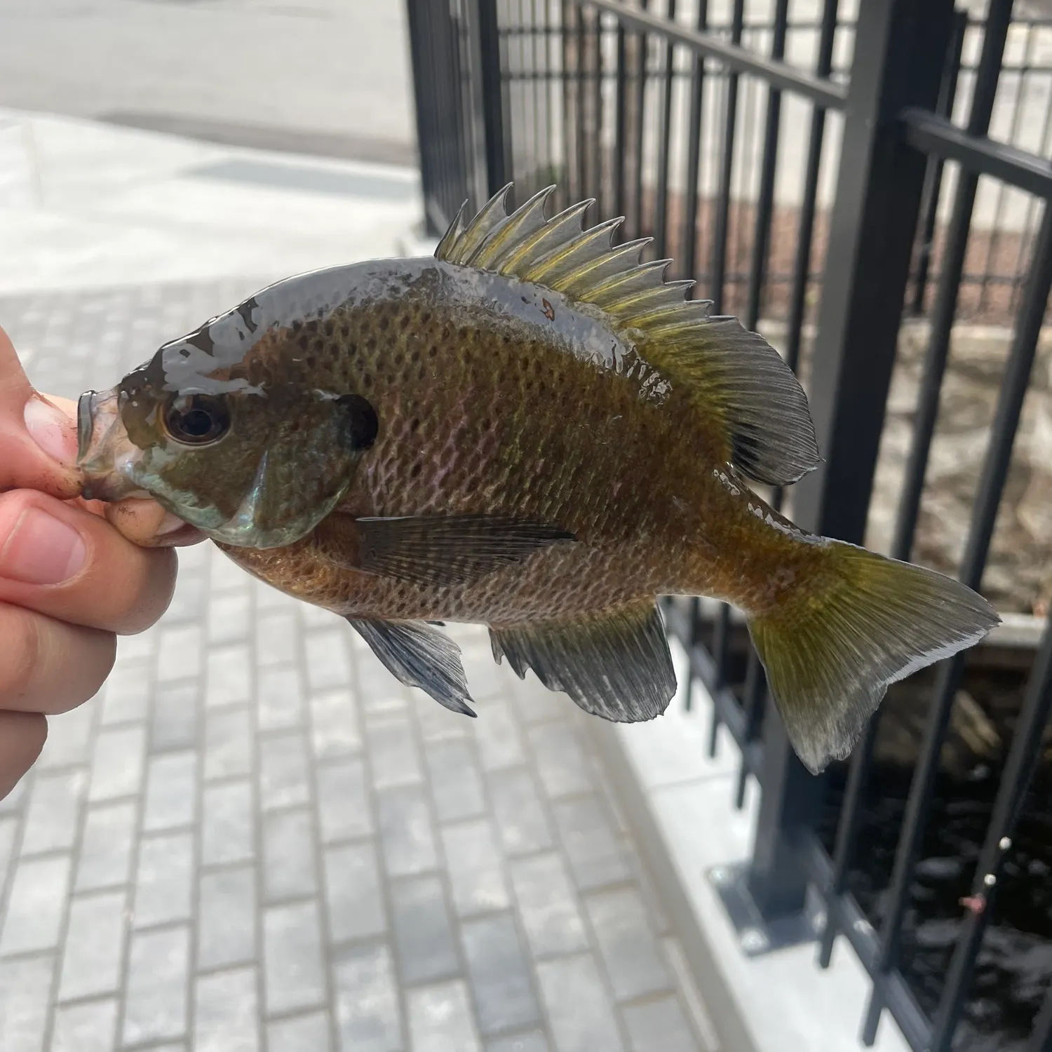 The most recent Coppernose bluegill catches on Fishbrain