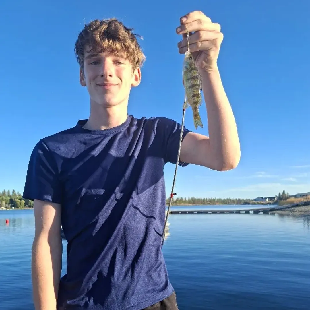 Yellow perch caught on Fishbrain