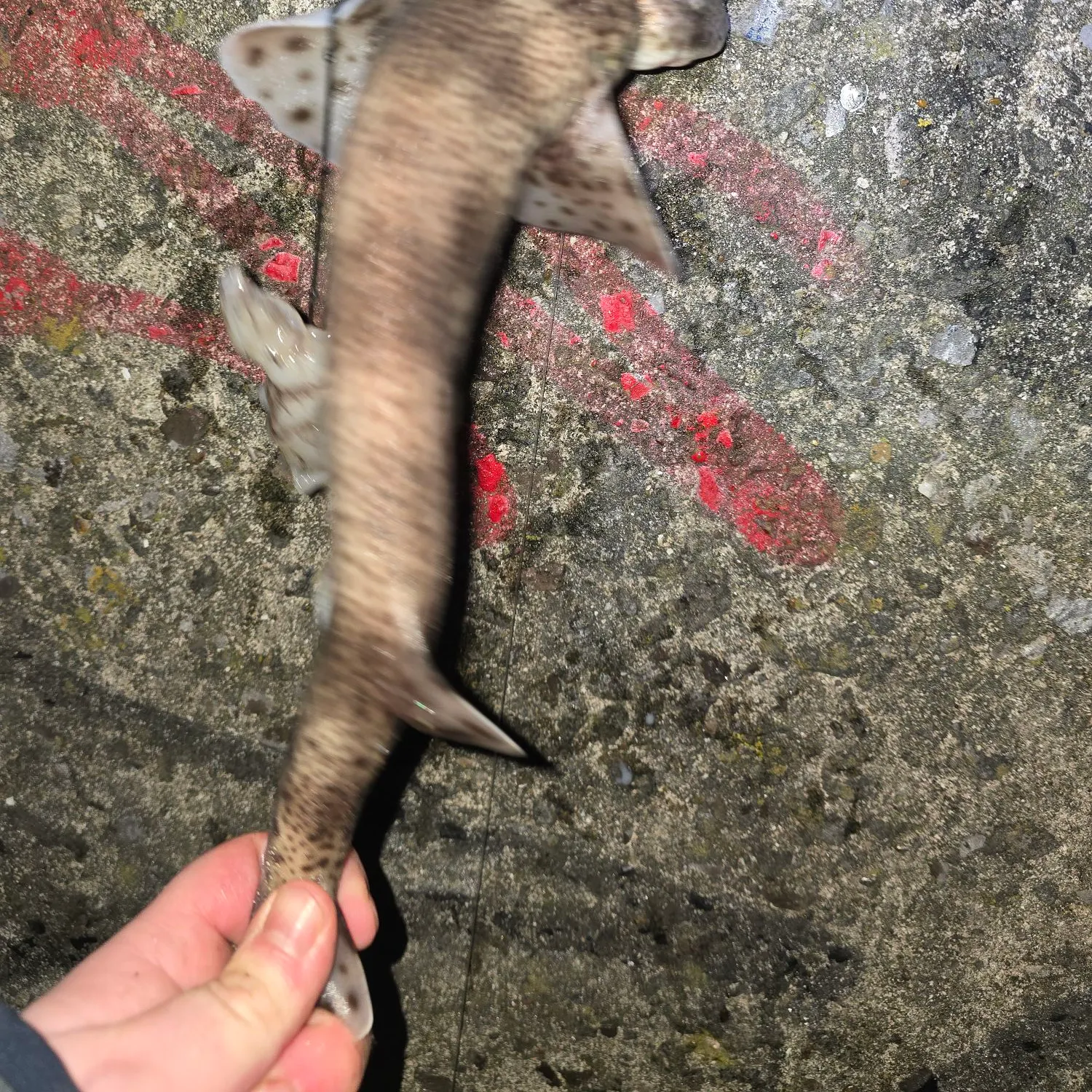 The most recent Lesser spotted dogfish catches on Fishbrain